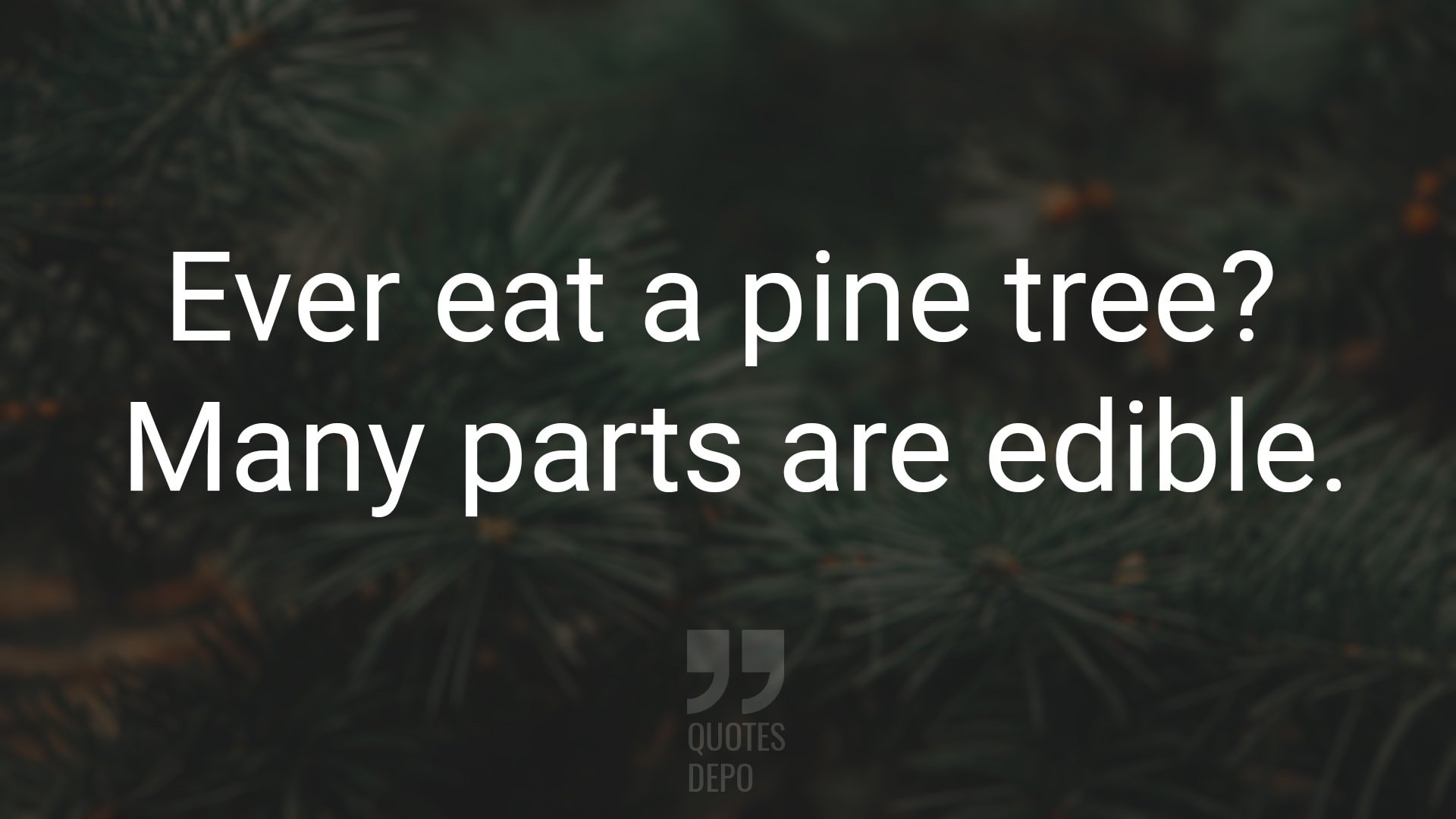 Ever Eat a Pine Tree